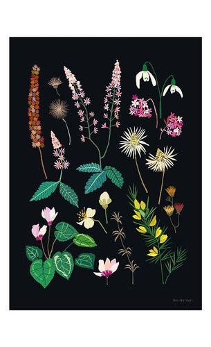 Brie Harrison A4 Botanical Art Print