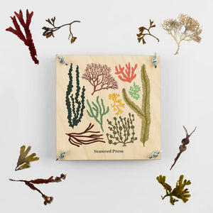 Seaweed Flower Press Kit