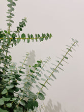 Load image into Gallery viewer, Fresh Eucalyptus bunch - Baby Blue
