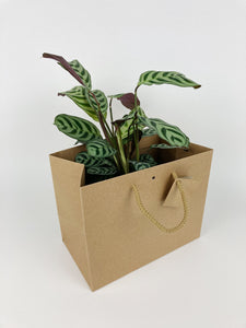 Kraft Paper Gift Bag with Rope Handles - Wide